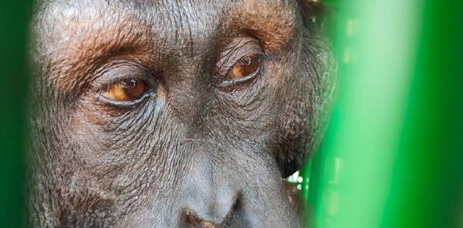 BKSDA Kaltim Selamatkan Dua Orangutan