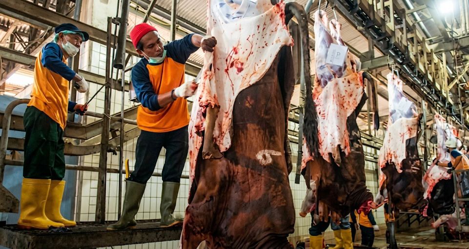 Cegah Anthrax Dinkes Kaltim Tingkatkan Pemeriksaan Hewan Kurban