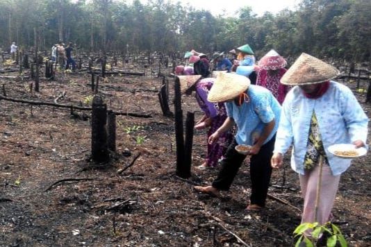 Program Tanam Padi 10 Hektare di Mahulu belum Maksimal, Kendala Teknis Masih Mendominasi