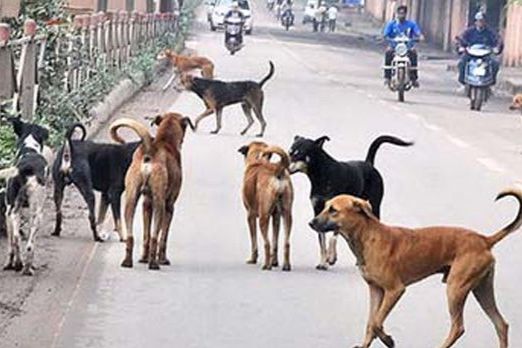 Berpotensi Ganggu Kebersihan Lingkungan, Wabup Mahulu Serukan Penertiban Hewan Peliharaan yang Berkeliaran