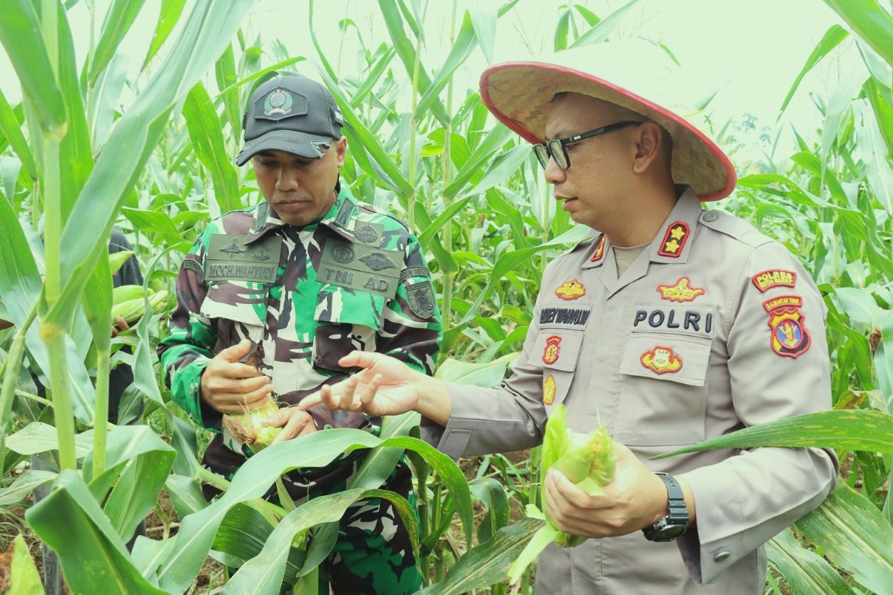 Ketika Polisi Turun ke Ladang, Lahan Setengah Hektare Hasilkan 3.500 Tongkol Jagung