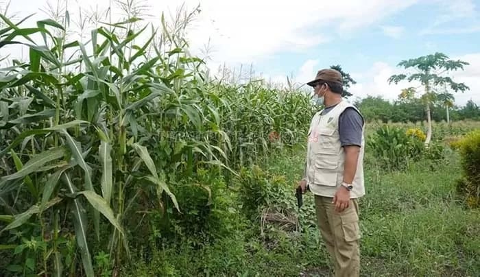 Produksi Jagung Berau Kuasai Sebagian Besar Kebutuhan Pasar Kaltim