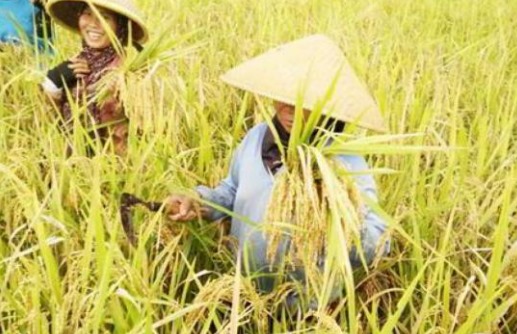 Petani di Desa Jembayan Terima Bantuan Alsintan, Persiapan Hadapi IKN 