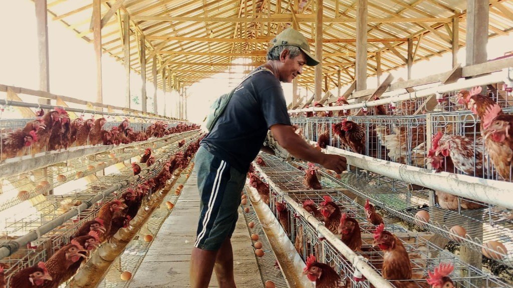 Budidaya Ayam Petelur Mulai Menggeliat di Mahulu