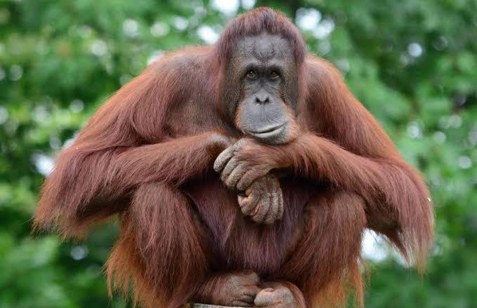 BKSDA Aceh Selamatkan Orang Utan Sumatra yang Terisolasi di Perkebunan Sawit
