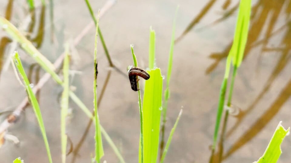 Ulat Grayak Serang Sawah di Nunukan, Hampir 1.500 Hektare Lahan Terancam