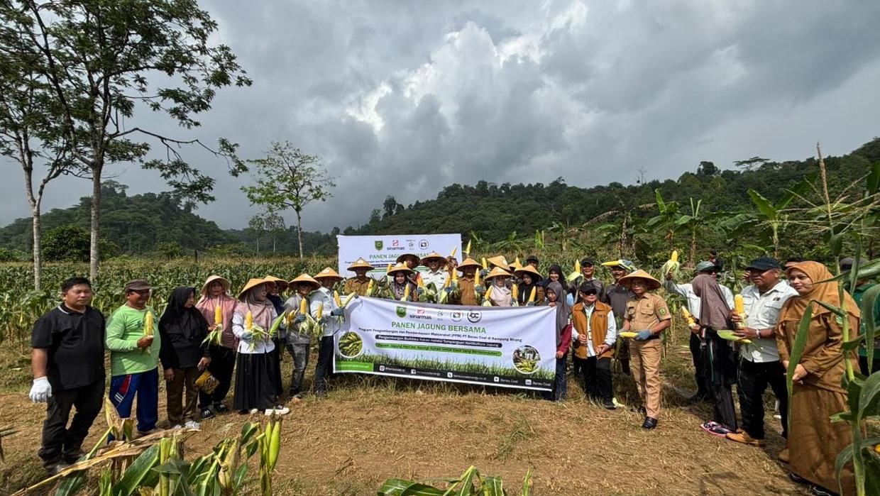 Panen Jagung Warnai Program Pengembangan Kakao-Holtikultura Binaan PT Berau Coal