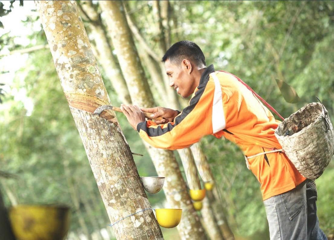 Sentra Karet Terpadu Akan Dibangun di Sebulu