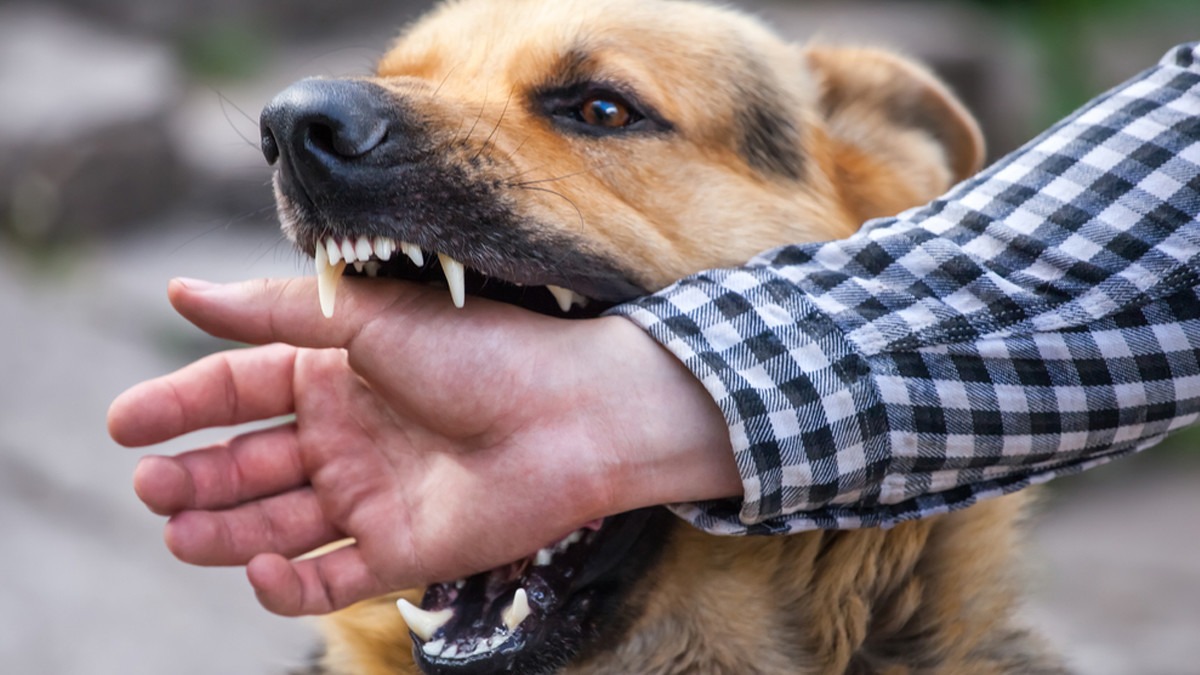 Tergigit Hewan Terinfeksi Rabies? Cegah Dampaknya dengan Cara Berikut