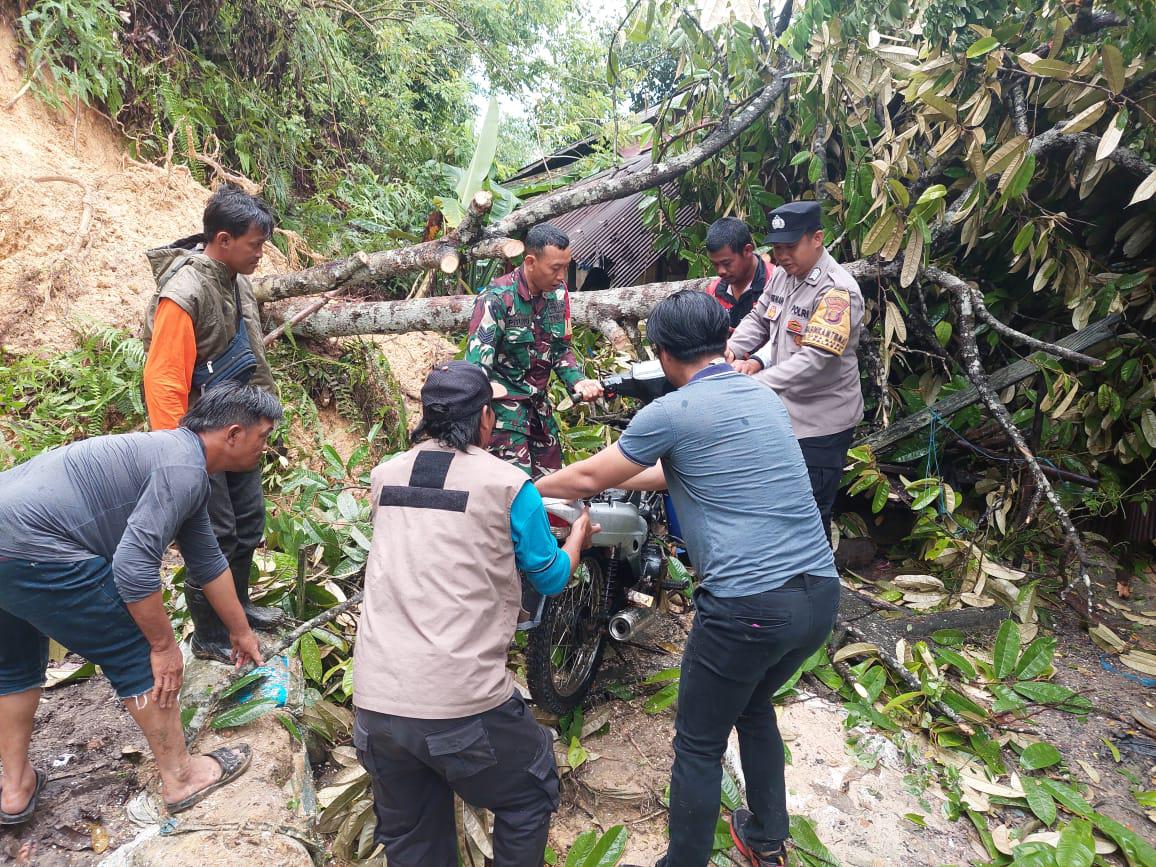 Hujan Lebat Akibatkan Pohon Tumbang di Rawa Makmur Palaran, Satu Rumah Tertimpa