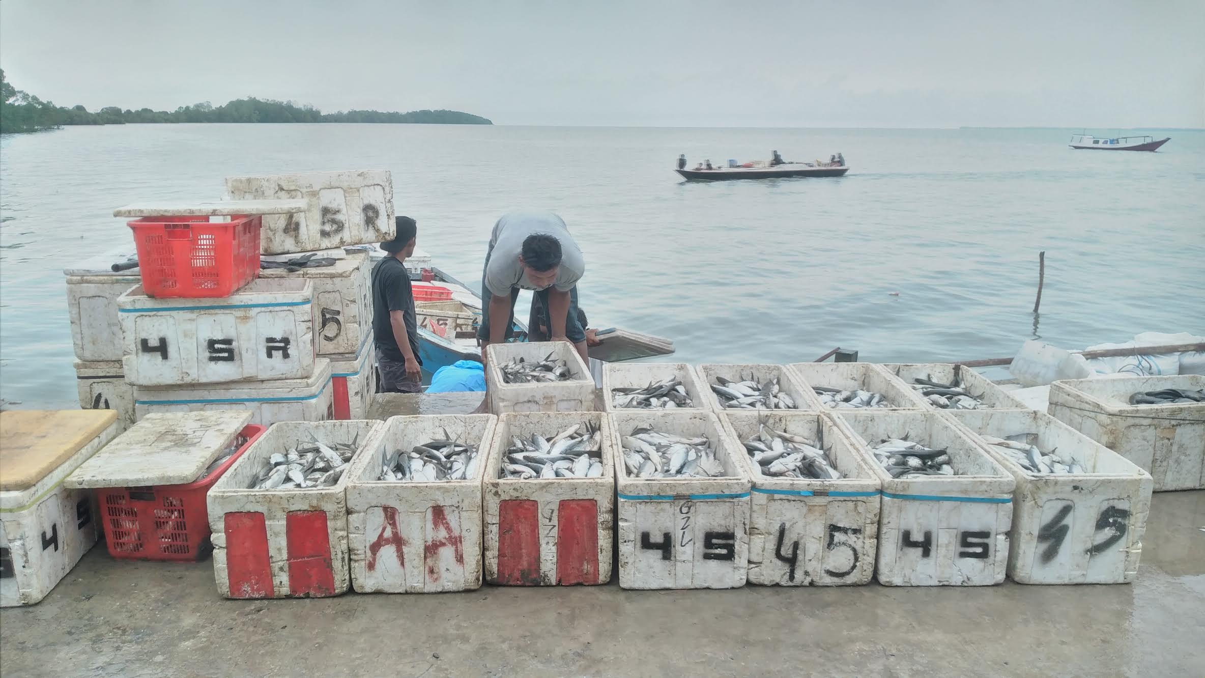 Produksi Ikan Tangkap di PPU Surplus Sampai 6.600 Ton