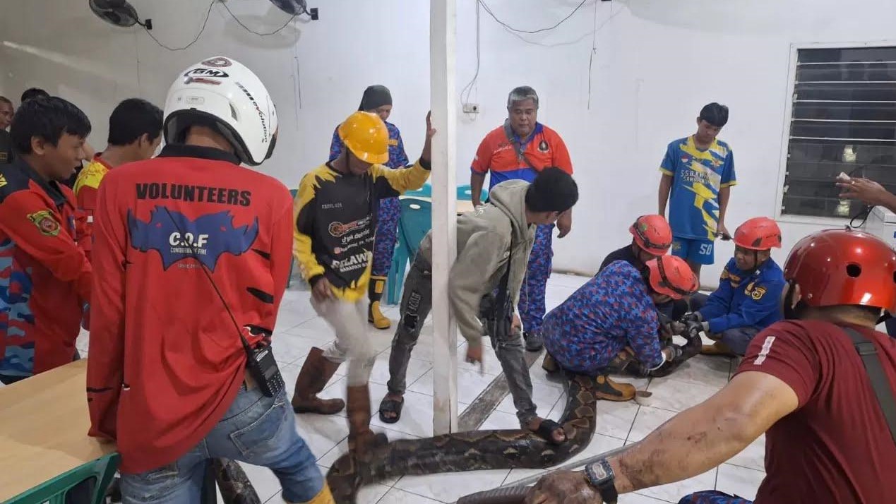 Banjir Surut, Ancaman Baru Muncul: Ular Serbu Permukiman Warga Samarinda