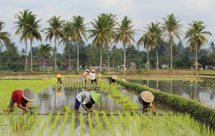 NTP Maret 2025 Naik, Petani Kaltim Makin Makmur