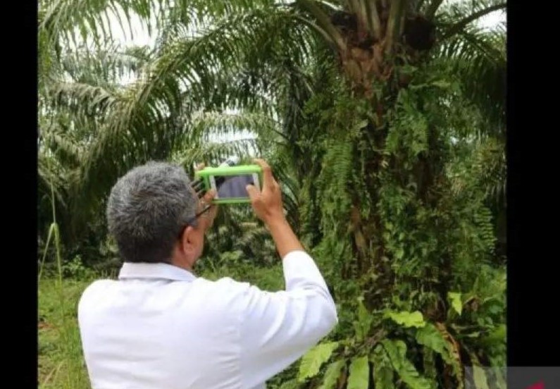 Akademisi Ini Temukan Sensor Cerdas untuk Petani Sawit