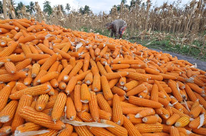 Telah Lama Menjadi Sentra Jagung di Berau, Kepala Kampung Campur Sari Akui Kesulitan Benih 