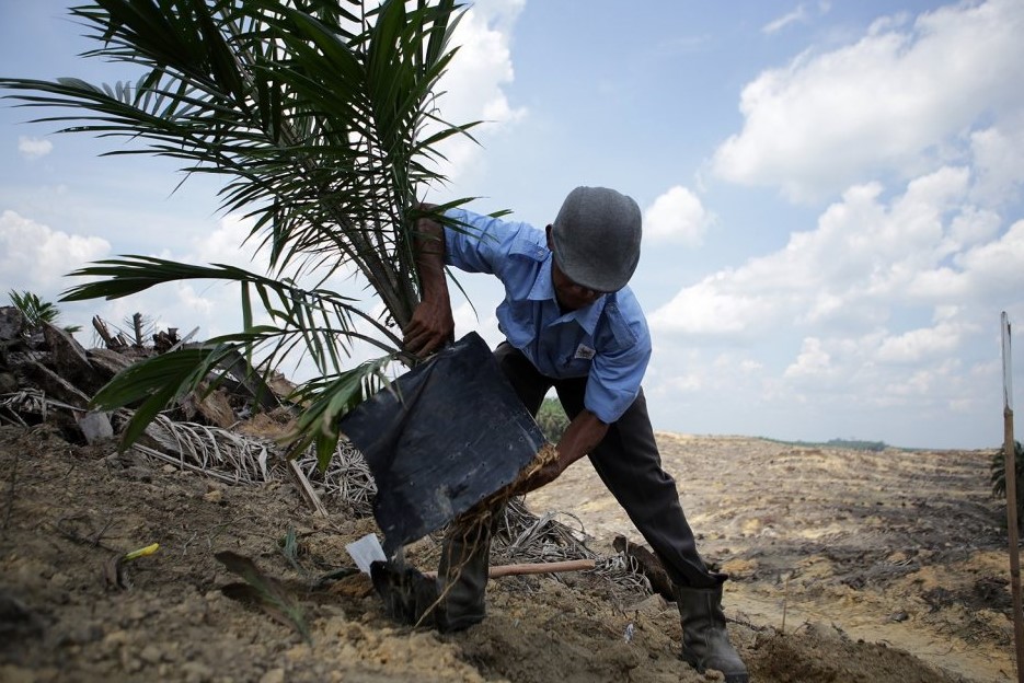 Dana Replanting Sawit Naik 100 Persen, Pemerintah Berharap Pekebun Rakyat Mau Tanam Ulang