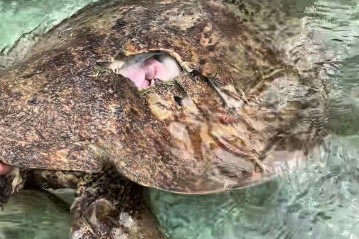 Penyu Mati Diduga Tersambar Baling-baling Speedboat, Disbudpar Ingatkan Ancaman bagi Ikon Wisata Berau