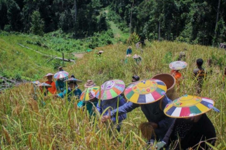 Akibat Cuaca dan Serangan Hama, Hasil Panen Padi Ladang di Mahulu Turun 