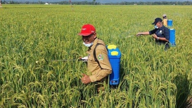 DPTPH Kaltim Bentuk 70 Brigade Pangan, Libatkan Petani Muda untuk Regenerasi