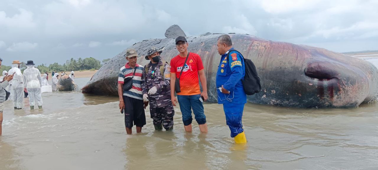 Paus Sperma 40 Ton Mati di Pesisir Pantai Balikpapan, Evakuasi Terkendala Pasang Surut Air Laut