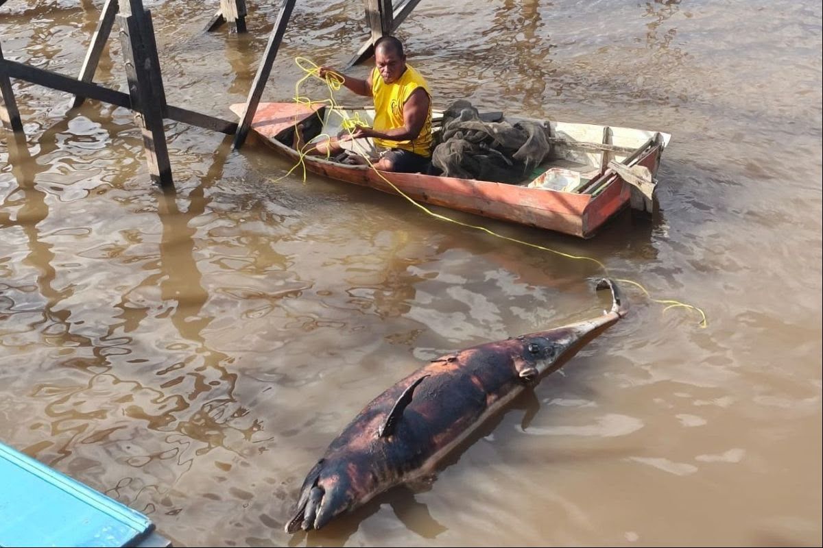 Berakhir Tragis, Lumba-Lumba yang Nyasar ke Sungai Mahakam Diduga Sempat Ikuti Mangsa hingga Tersesat