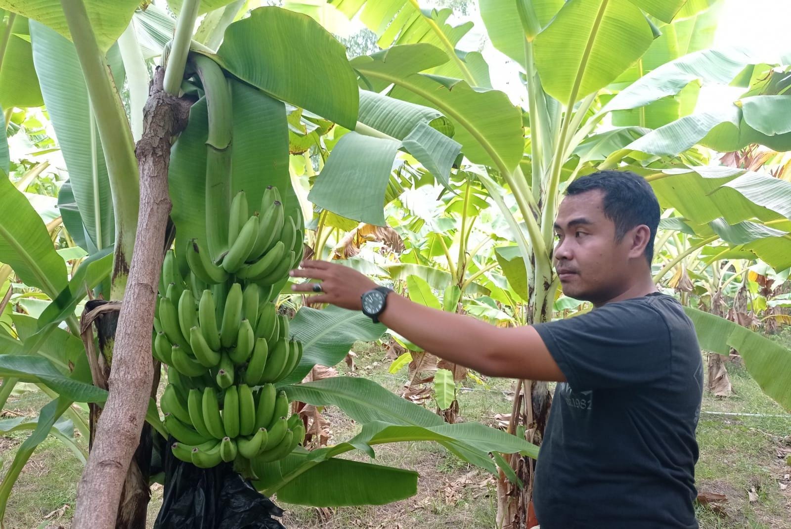 Berau Kembangkan Pisang Kepok dengan Kultur Jaringan, Dorong Produktivitas dan Kualitas Pertanian