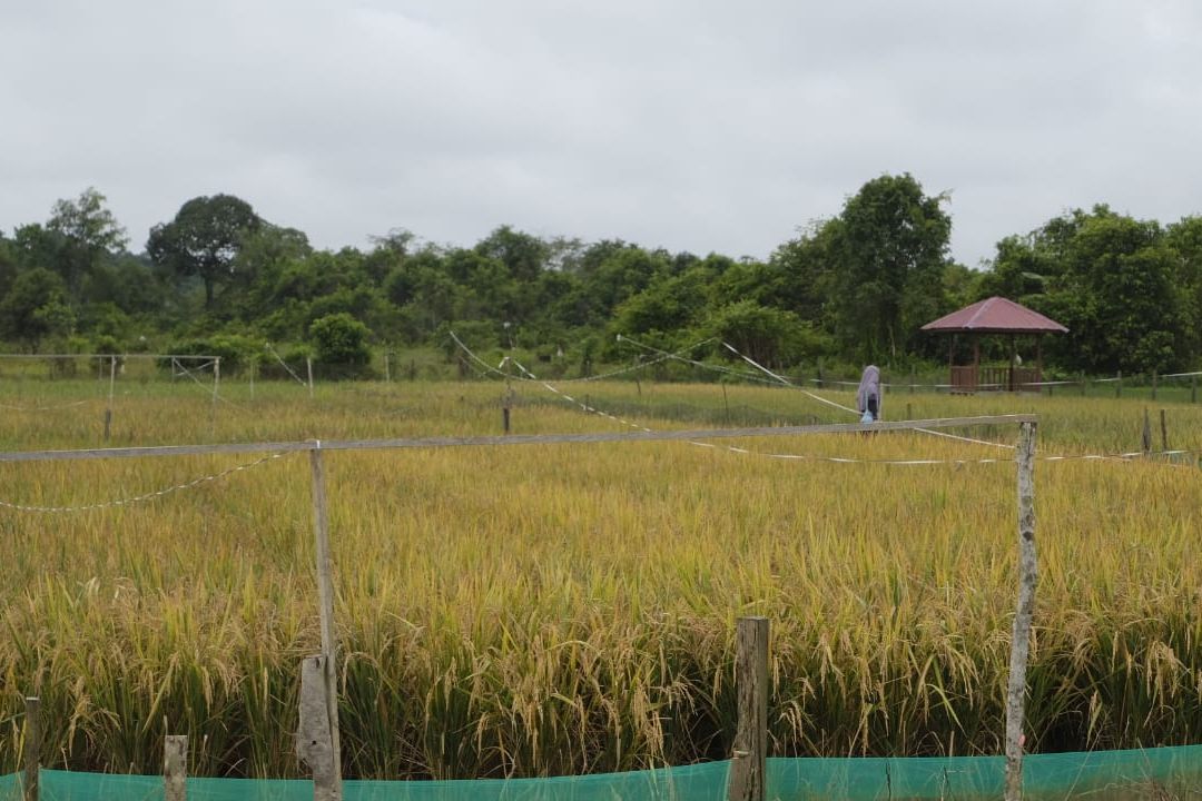 Dari Tambang Menuju Kemandirian Pangan, Pemkab Berau Mulai Susun Road Map