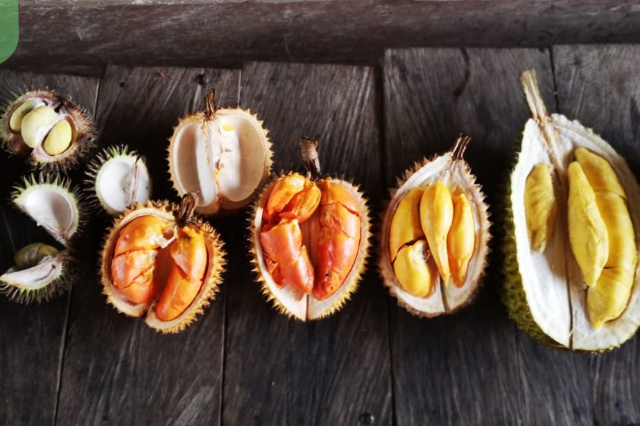 Musim Durian? Jangan Salah Pilih! Kenali Ragam Durian dan Karakter Rasanya  