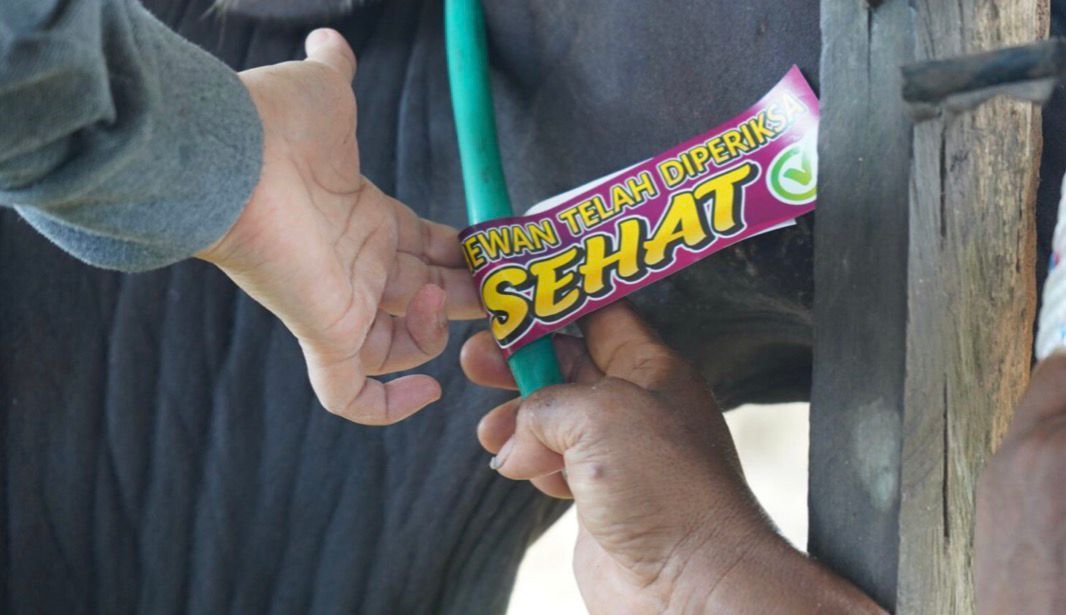 Pengawasan Hewan Kurban Diperketat, DTPHP Kutim Tempelkan Stiker Khusus 