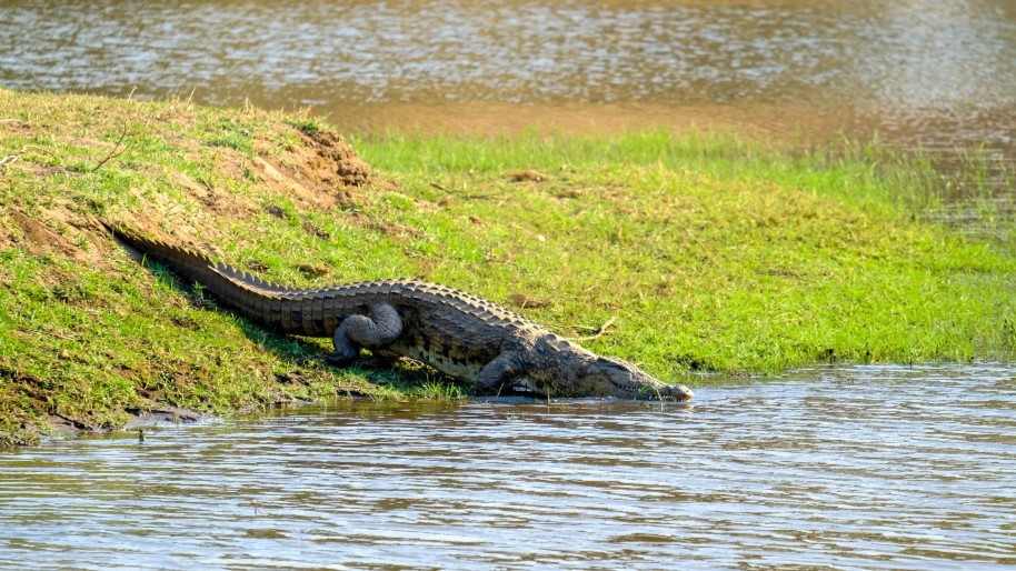Tidak Ada Anggaran Pakan, Pengelola Ancam Lepas 50 Buaya ke Kantor Bupati Mamuju Tengah