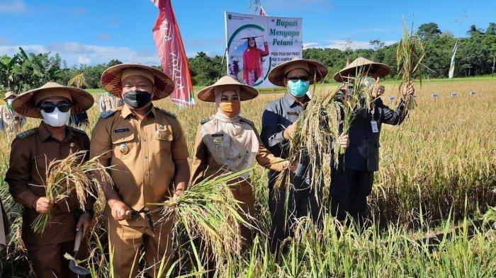 Berau Masih Miliki Potensi Besar di Bidang Pertanian