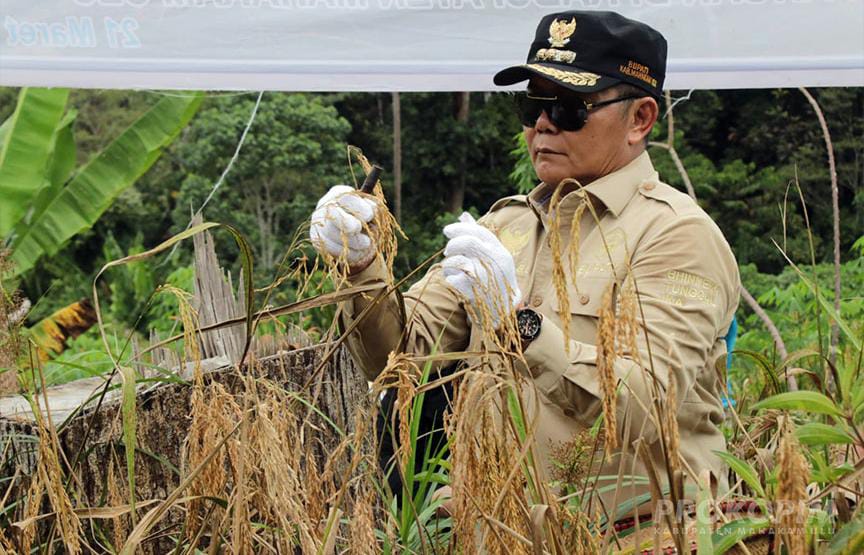 Pemkab Mahulu Rencana Buka Lahan Pertanian 10 Hektare Tiap Kampung 