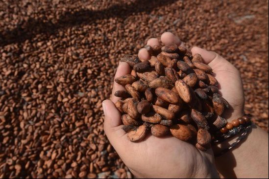 3 Kampung Jadi Sentra Pengembangan Hilirisasi Kakao Berau, Kerja Sama Disbun dan Diskoperindag