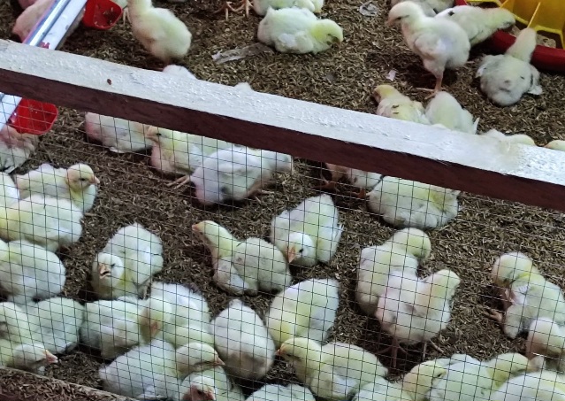 Panen Perdana, Kandang Ayam Modern di Klempang Sari Siap Produksi 18 Ribu Ekor