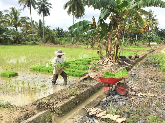 Gara-Gara Alih Fungsi Lahan, Luas Sawah di PPU Menyusut hingga 492 Hektare