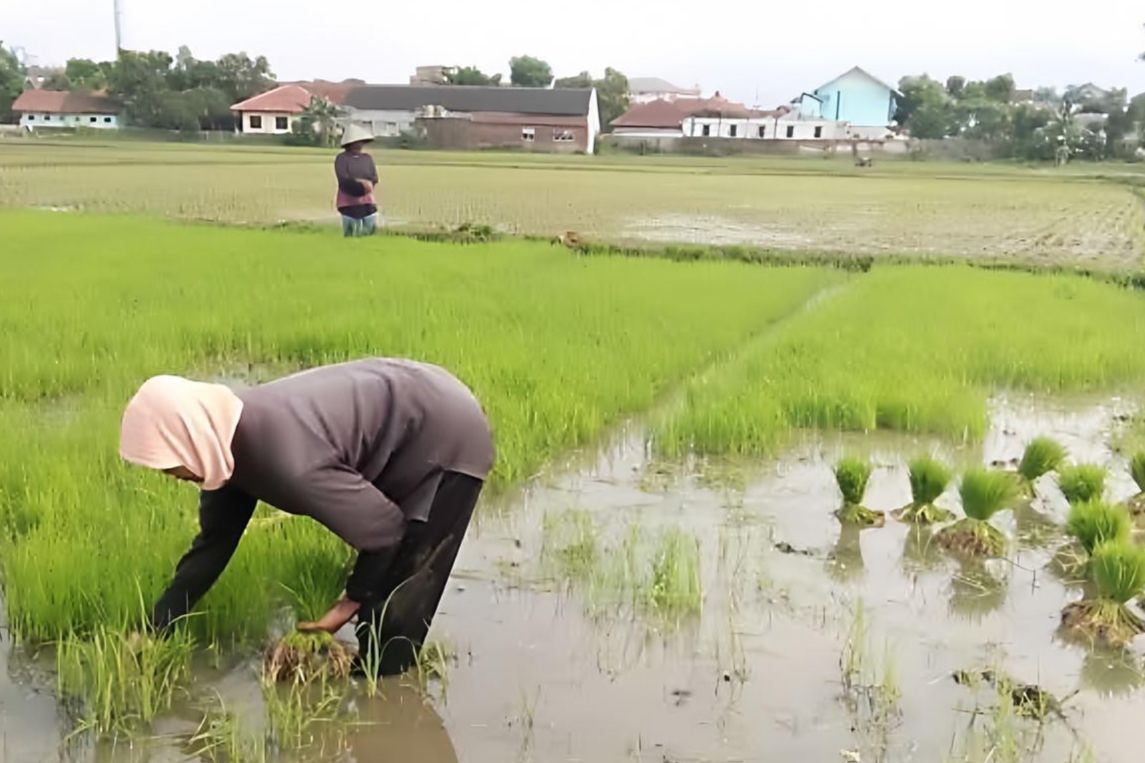 Kejelasan Status Lahan Hambat Realisasi Cetak Sawah di Kaltim, Swasembada Beras Terancam