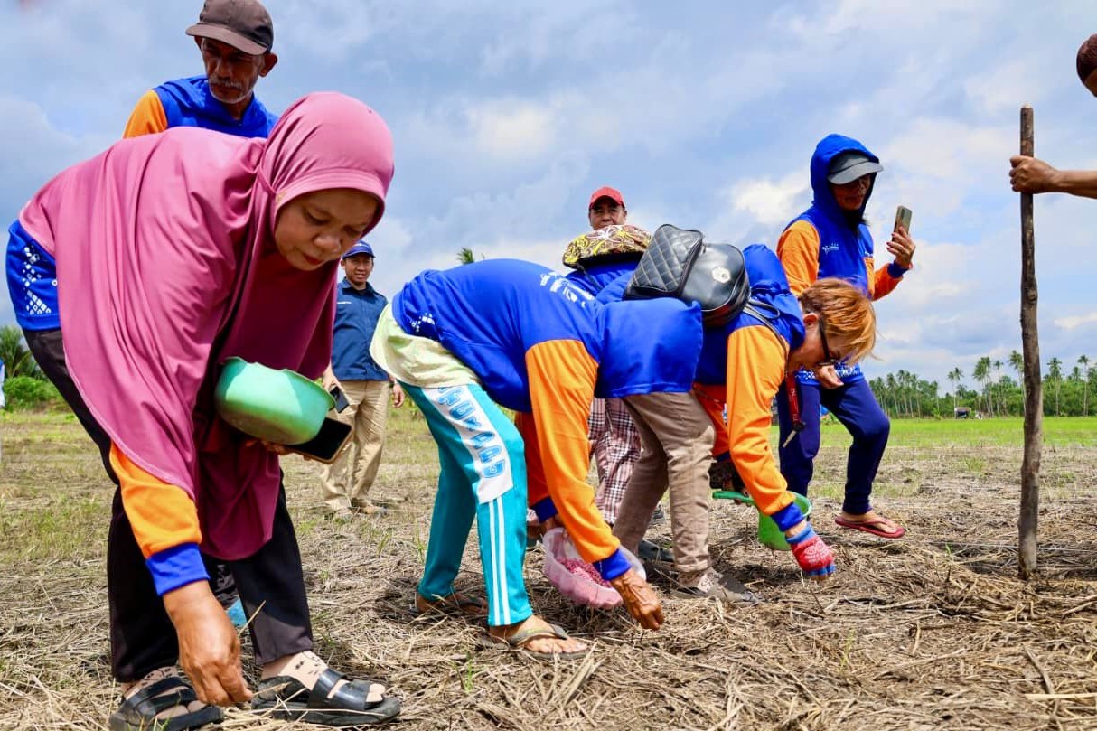 Padi Gogo Diperkenalkan sebagai Alternatif Ketahanan Pangan di IKN