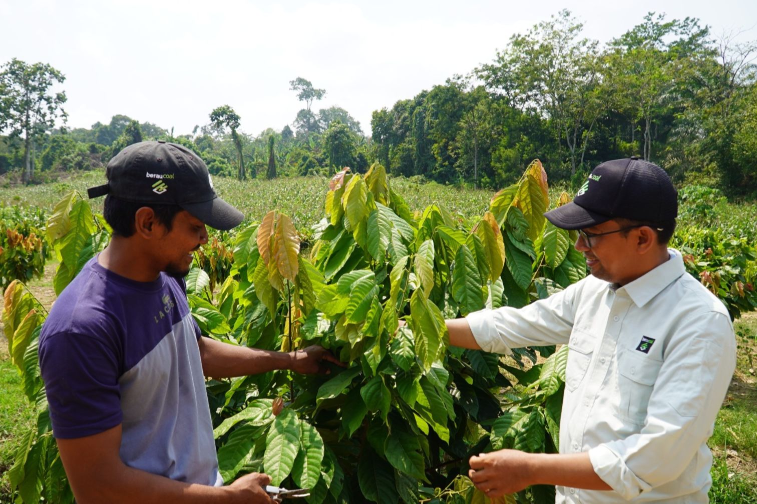 Petani Kampung Maluang Sukses Terapkan Integrated Farming Lewat Program Kakao PT Berau Coal