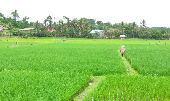 Tenggarong Seberang Siap Jadi Lumbung Pangan dengan Pertanian Terintegrasi