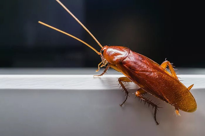 Jika Kecoak Hilang dari Muka Bumi, Apa yang Bakal Terjadi?