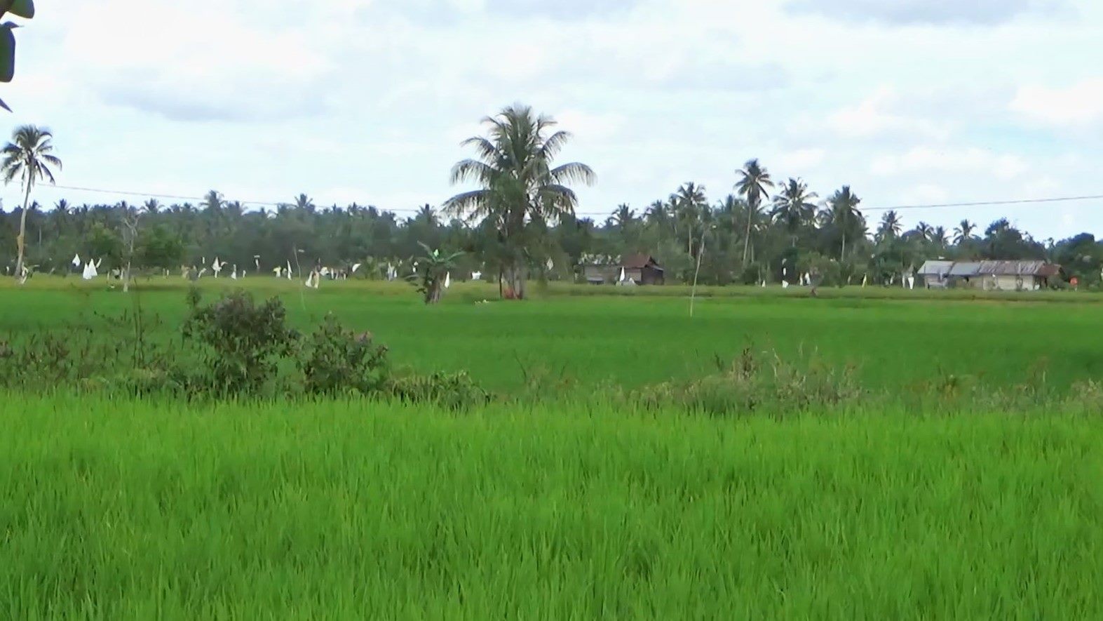 Bangkitkan Lahan Tidur, Paser Bersiap Garap 3.000 Hektare Rawa Jadi Sawah