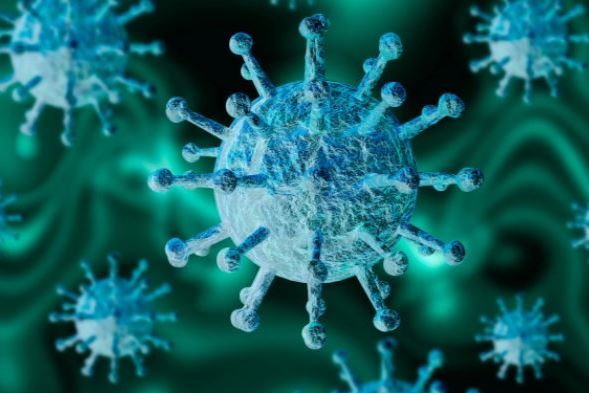 Kasus Flu Burung pada Mamalia Ditemukan di Australia