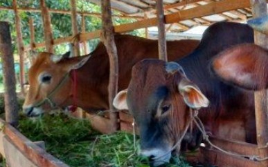 Distanak Kukar Bagikan Ratusan Bibit Sapi dan Kambing di Tiga Kecamatan