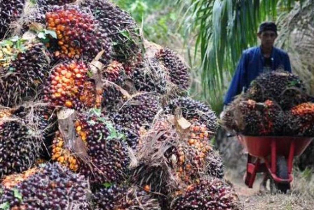 Harga TBS Sawit di Kaltim Naik Lagi, Jadi Rp2.300 per Kilogram 