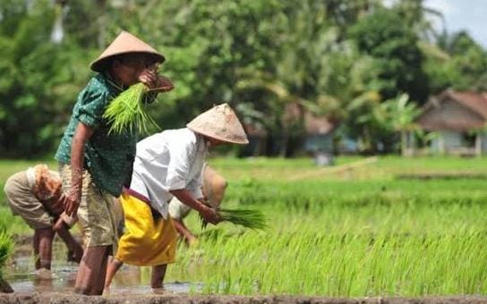 Setelah Utang Dihapus, Petani dan Nelayan Bisa Akses Pembiayaan Melalui Koperasi