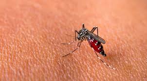 DBD Wajib Diwaspadai, Dinkes Berau Ajak Masyarakat Cegah Pertumbuhan Nyamuk Aedes Aegypti