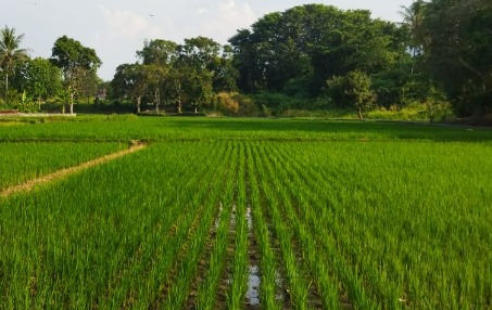 Muara Kaman Siapkan Lahan untuk Kawasan Pertanian Terintegrasi 