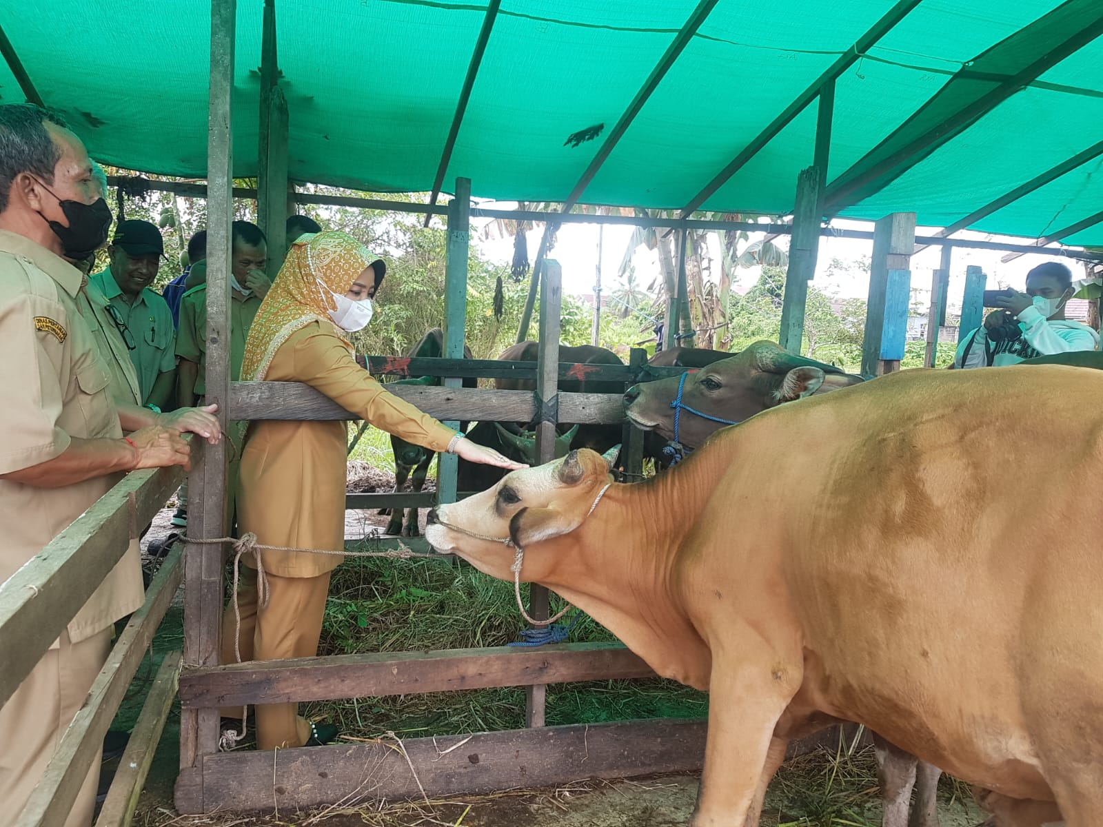 Jelang Iduladha, DTPHP Berau Mulai Cek Kesehatan Hewan Kurban