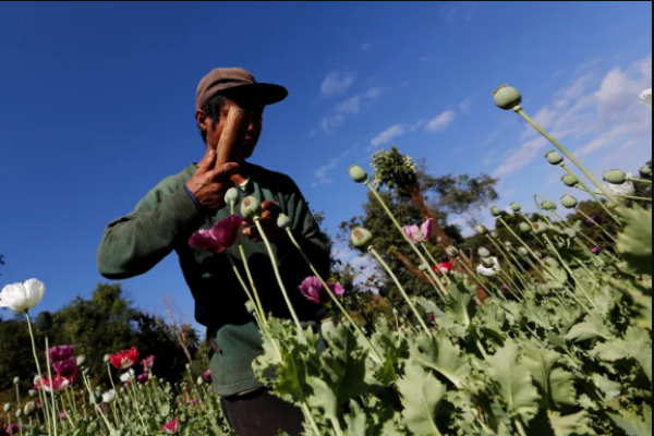 Myanmar Kini Jadi Produsen Opium Terbesar di Dunia