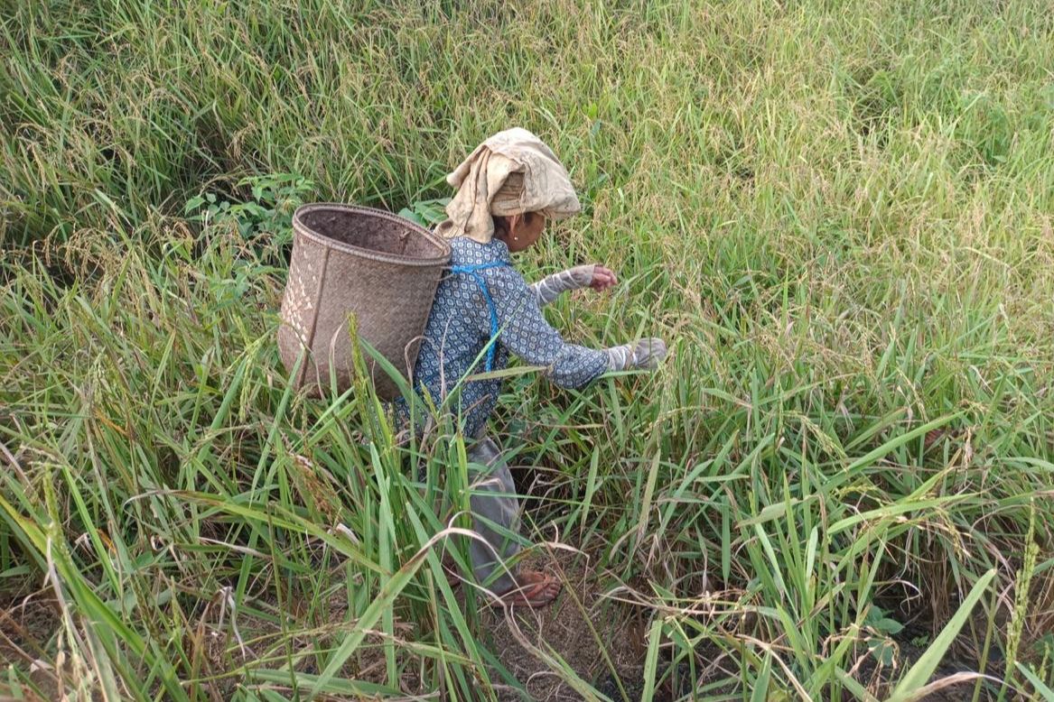 Fakta Praktik Berladang Adat: Stigma Pembakar Hutan Dinilai Tak Berdasar, Ada Tekanan Sistem Ekonomi-Politik